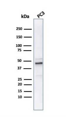 Western Blot: Ornithine Decarboxylase Antibody (ODC1/486) [NBP2-44734]