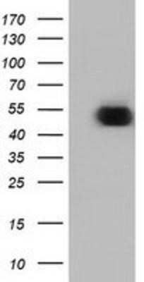 Western Blot: Ornithine Decarboxylase Antibody (OTI1G6)Azide and BSA Free [NBP2-73150]