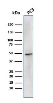 Western Blot: Ornithine Decarboxylase Antibody (rODC1/485)Azide and BSA Free [NBP3-08785]