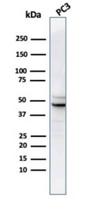 Western Blot: Ornithine Decarboxylase Antibody (rODC1/487) [NBP3-13985]