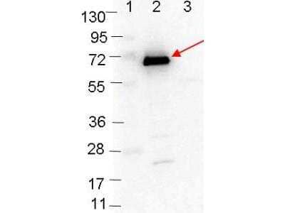 Western Blot: OspC Antibody [NBP2-21683]