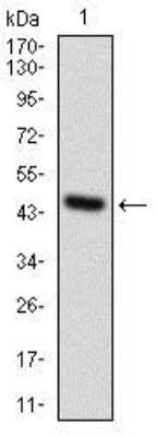 Western Blot: Osteoactivin/GPNMB Antibody (7C10E5)BSA Free [NBP2-37351]