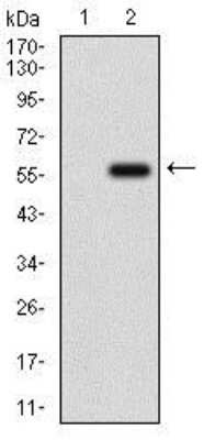 Western Blot: Osteoactivin/GPNMB Antibody (7C10E5)BSA Free [NBP2-37351]