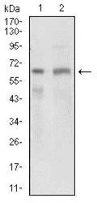 Western Blot: Osteoactivin/GPNMB Antibody (7C10E5)BSA Free [NBP2-37351]