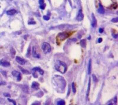Immunohistochemistry: Osteopontin/OPN Antibody (1B20) - Azide and BSA Free [NBP2-80895]