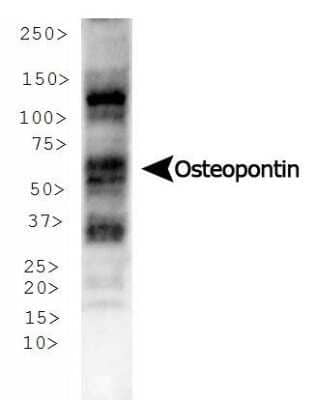 Western Blot: Osteopontin/OPN Antibody (1B20)Azide and BSA Free [NBP2-80895]