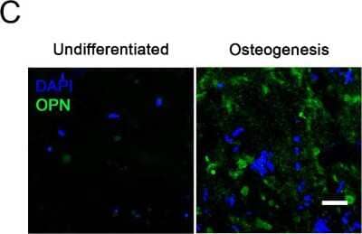 Immunohistochemistry: Osteopontin/OPN Antibody (1B20) - BSA Free [NB110-89062]