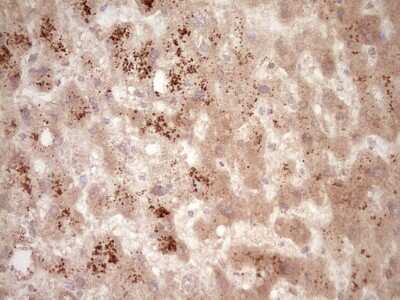 Immunohistochemistry: Osteopontin/OPN Antibody (OTI5E4) [NBP2-45954]
