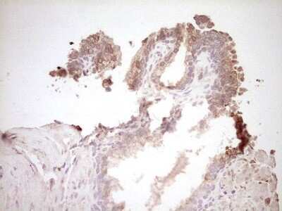 Immunohistochemistry: Osteopontin/OPN Antibody (OTI5E4) [NBP2-45954]