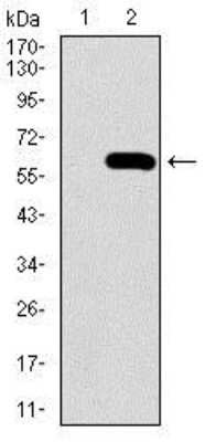 Western Blot: Osteopontin/OPN Antibody (7C5H12)BSA Free [NBP2-37423]