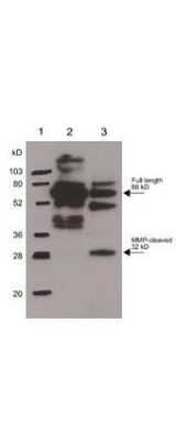 Western Blot: Osteopontin/OPN Antibody [NB600-1043]