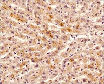 Immunohistochemistry: Osteoprotegerin/TNFRSF11B Antibody (98A1071) - Azide Free [NBP2-33211]