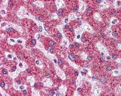 Immunohistochemistry-Paraffin: Osteoprotegerin/TNFRSF11B Antibody (98A1071) - BSA Free [NB100-56505]