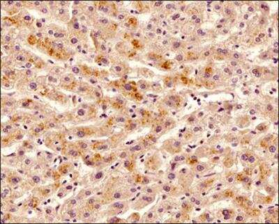 Immunohistochemistry-Paraffin: Osteoprotegerin/TNFRSF11B Antibody (98A1071) - BSA Free [NB100-56505]