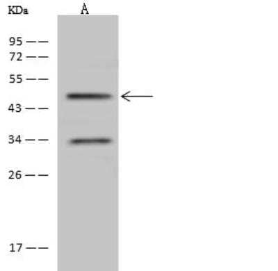 Western Blot: Osterix/Sp7 Antibody [NBP2-98576]