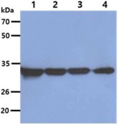 Western Blot: Otubain-1 Antibody (17E10)BSA Free [NBP2-59389]