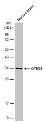 Western Blot: Otubain-1 Antibody (GT611) [NBP3-13627]