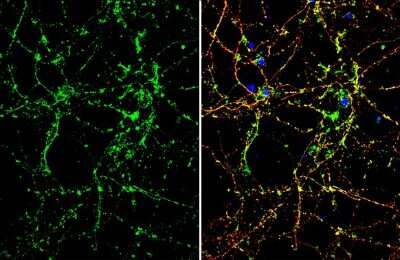 Immunocytochemistry/ Immunofluorescence: Otubain-1 Antibody [NBP3-13214]