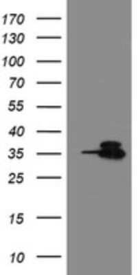 Western Blot: Otubain-1 Antibody (OTI5B8)Azide and BSA Free [NBP2-73166]