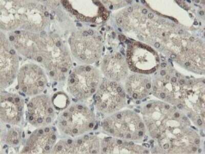 Immunohistochemistry: Otubain-1 Antibody (OTI5B8) [NBP2-45879]