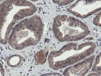 Immunohistochemistry: Otubain-1 Antibody (OTI5B8) [NBP2-45879]