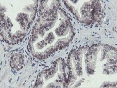 Immunohistochemistry: Otubain-1 Antibody (OTI5B8) [NBP2-45879]