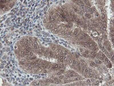 Immunohistochemistry: Otubain-1 Antibody (OTI5B8) [NBP2-45879]