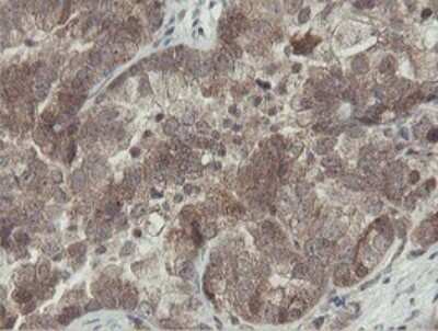 Immunohistochemistry: Otubain-1 Antibody (OTI5B8) [NBP2-45879]