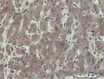 Immunohistochemistry: Otubain-1 Antibody (OTI5B8) [NBP2-45879]