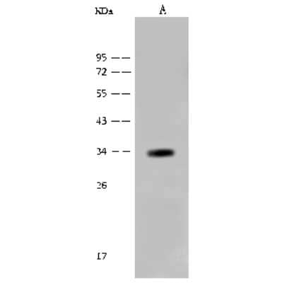 Western Blot: Otubain-1 Antibody [NBP2-99440]