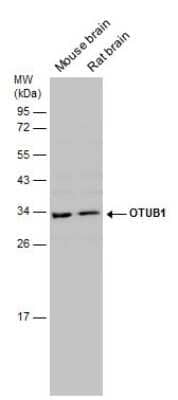 Western Blot: Otubain-1 Antibody [NBP3-13214]