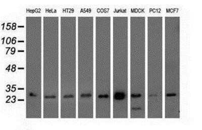 Western Blot: Otubain-2 Antibody (OTI11B3)Azide and BSA Free [NBP2-73172]