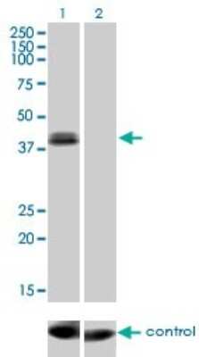 Western Blot: Otx1 Antibody (1F2) [H00005013-M01]