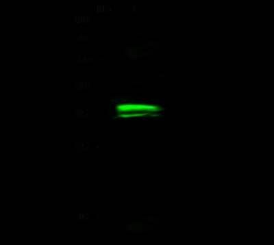 Western Blot: Otx1 Antibody [NBP2-98730]