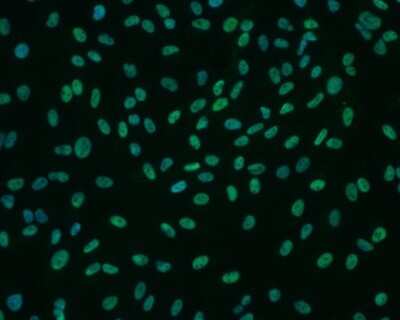 Immunocytochemistry/ Immunofluorescence: Otx2 Antibody (1H12C4B5) - BSA Free [NBP2-37597]