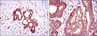 Immunohistochemistry-Paraffin: Otx2 Antibody (1H12C4B5) - BSA Free [NBP2-37597]