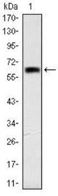 Western Blot: Otx2 Antibody (1H12C4B5)BSA Free [NBP2-37597]