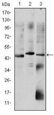 Western Blot: Otx2 Antibody (1H12C4B5)BSA Free [NBP2-37597]