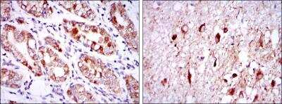 Immunohistochemistry-Paraffin: Otx2 Antibody (1H12G8B2) - BSA Free [NBP2-37596]