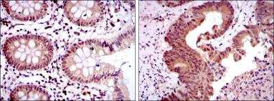 Immunohistochemistry-Paraffin: Otx2 Antibody (1H12G8B2) - BSA Free [NBP2-37596]