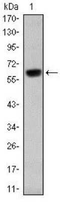 Western Blot: Otx2 Antibody (1H12G8B2)BSA Free [NBP2-37596]