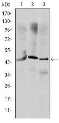 Western Blot: Otx2 Antibody (1H12G8B2)BSA Free [NBP2-37596]