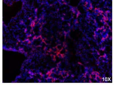 Immunohistochemistry-Frozen: Oval Cell Marker Antibody (MIC1-1C3) - BSA Free [NBP1-18961]