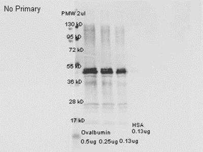 Western Blot: Ovalbumin Antibody [NB600-922]