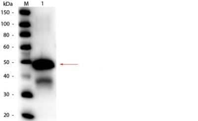 Western Blot: Ovalbumin Antibody [NB600-922]
