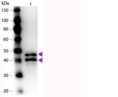 Western Blot: Ovalbumin Antibody [NB600-922]
