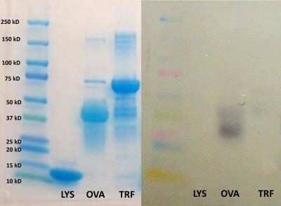 Western Blot: Ovalbumin Antibody [NB600-922]