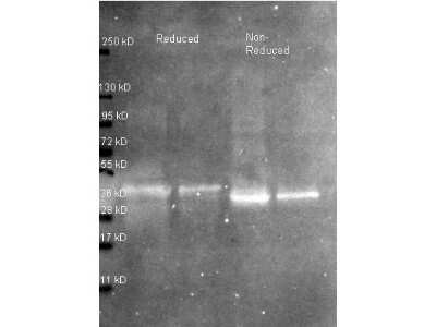 Western Blot: Ovalbumin Antibody [NB600-922]