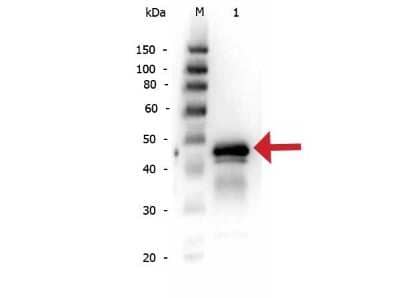 Western Blot: Ovalbumin Antibody [NB600-922]