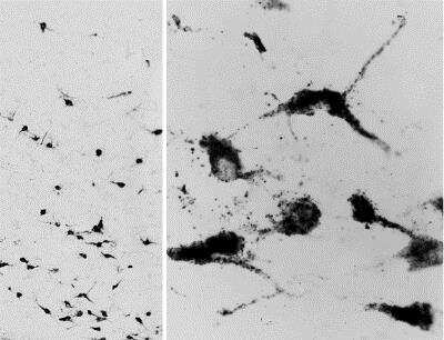 Immunohistochemistry-Frozen: Oxytocin/Neurophysin I Antibody [NBP1-52131]